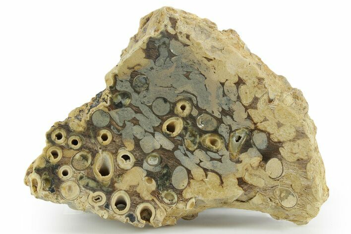 Polished Fossil Teredo (Shipworm Bored) Wood - England #351122